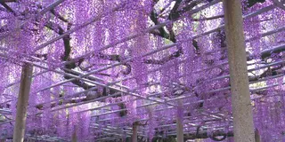 GWが見ごろ！大歳神社の千年藤