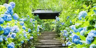【神奈川】北鎌倉のあじさい巡り