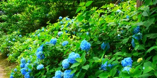 梅雨シーズンだから楽しめるあじさい公園