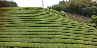 和束でお茶と緑を楽しむ