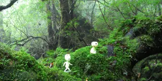 こだまに会いにゆきますin屋久島