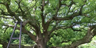 夏休みは志々島で大楠に触れよう