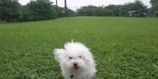 愛犬シャビと初めてのデート♪