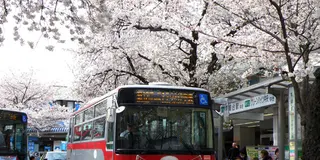 さぎ沼さくらまつりに出かけよう！
