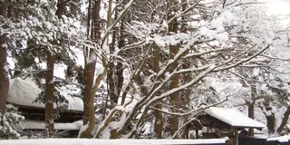 みちのくの小京都『角館』定番旅のすゝめ