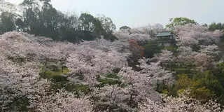 桜咲く菊池公園散策＆日本の名湯百選菊池温泉でつるつる美肌の温泉三昧