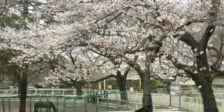 今年の国内屈指の障害馬術大会ホースショーを堪能しましょう！