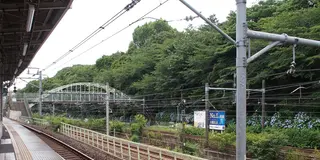 飛鳥山公園のアジサイ見てきたよー