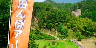 夏の但東町・田んぼアートとひまわり畑を巡る旅