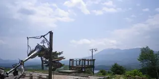 今年も、キャベツ畑の中をドライブしよう！