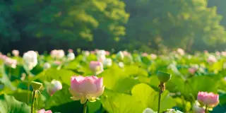 夏限定！花はす祭り