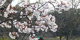 【中間市】レンタサイクルで巡る