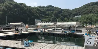 手ぶらでいこう!!姫路市家島の釣堀スポット