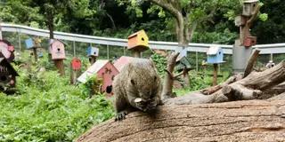町田リス園でキュートにデート