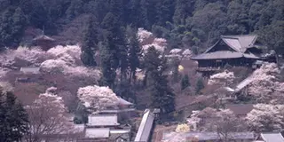 春の初瀬へ