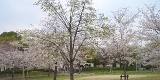 大阪の春を探しに行こう