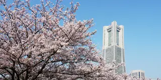 横浜 みなとみらい基点 桜お花見・散策スポット15巡り & テイクアウト店