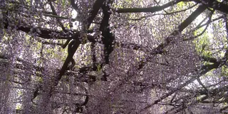 自然と触れ合う山崎をドライブ