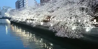 【夜の巷を徘徊する】マツコ、お花見をする