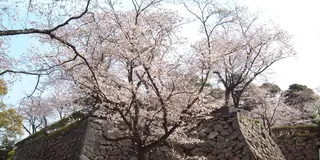 【宮崎冬の花旅】四種類の花が彩る早春の延岡など冬の花が楽しめるスポットを紹介！