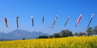 菜の花まつりと野沢温泉を満喫、充実の１泊２日