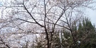 桜の名所・桜之宮公園を散策
