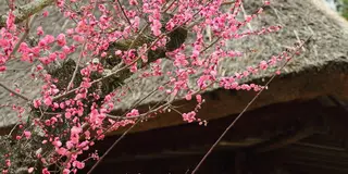すべてがフォトグラフィ奈良公園