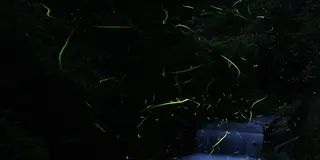 安芸高田市の蛍の見どころ！