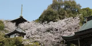 八十八か所遍路　巡礼と寄り道？　阿波市7番十楽寺～10番切幡寺～♪