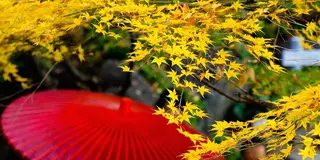 まだ間に合う！都内のおすすめ紅葉スポットいろいろ／東京