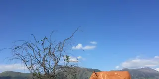 熊本阿蘇をめぐる旅2016