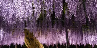 日帰りで行ける！～栃木旅行～