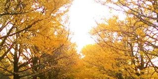 秋におすすめ。紅葉狩りならここで決まり！