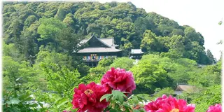 奈良、花と観音さまのお寺で楽しいお参りを…！