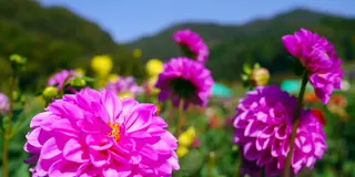 秋に開園　2つのダリヤ園を観賞してみましょう