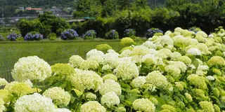 ［開成町］水田に広がる紫陽花を満喫しちゃお～♪