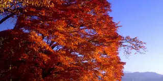 秋田!秋の田沢湖 紅葉と温泉満喫しちゃえ！1泊2日旅。
