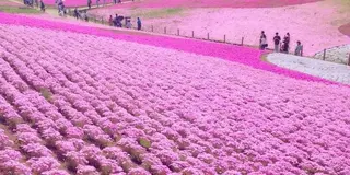 ４月中旬〜GWが見頃！埼玉・秩父へ芝桜を見に行こう！