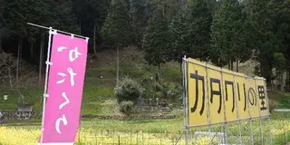 もう終わってたカタクリの花