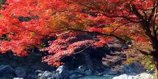 【東京にある自然⛰】西多摩エリアのおすすめスポットまとめ