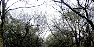 世界遺産「糺の森」でイロイロと考えてみる夕涼み