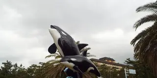 鴨川シーワールドでラブカを見た自慢をするだけ