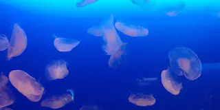 江ノ島・藤沢・辻堂のお気に入り