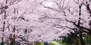 京都 大阪 満開の桜を楽しもう！