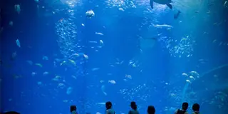 絶景と海の幸を満喫する日帰りドライブ