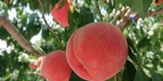 【山梨】桃狩りに行こう♪日帰り夏旅🌻