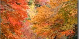 紅葉を愛でながら房総大多喜町の郷土料理「太巻き祭り寿司」を探しに行く