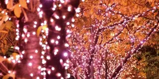 五反田に冬の桜を観に行きませんか？2015