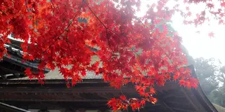 紅葉＆秘仏公開♡湖東三山と周辺の社寺