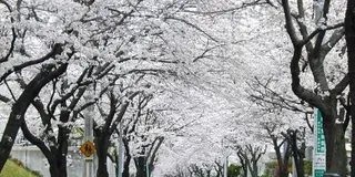 あざみ野という街には「桜のトンネル」があるんです！！！